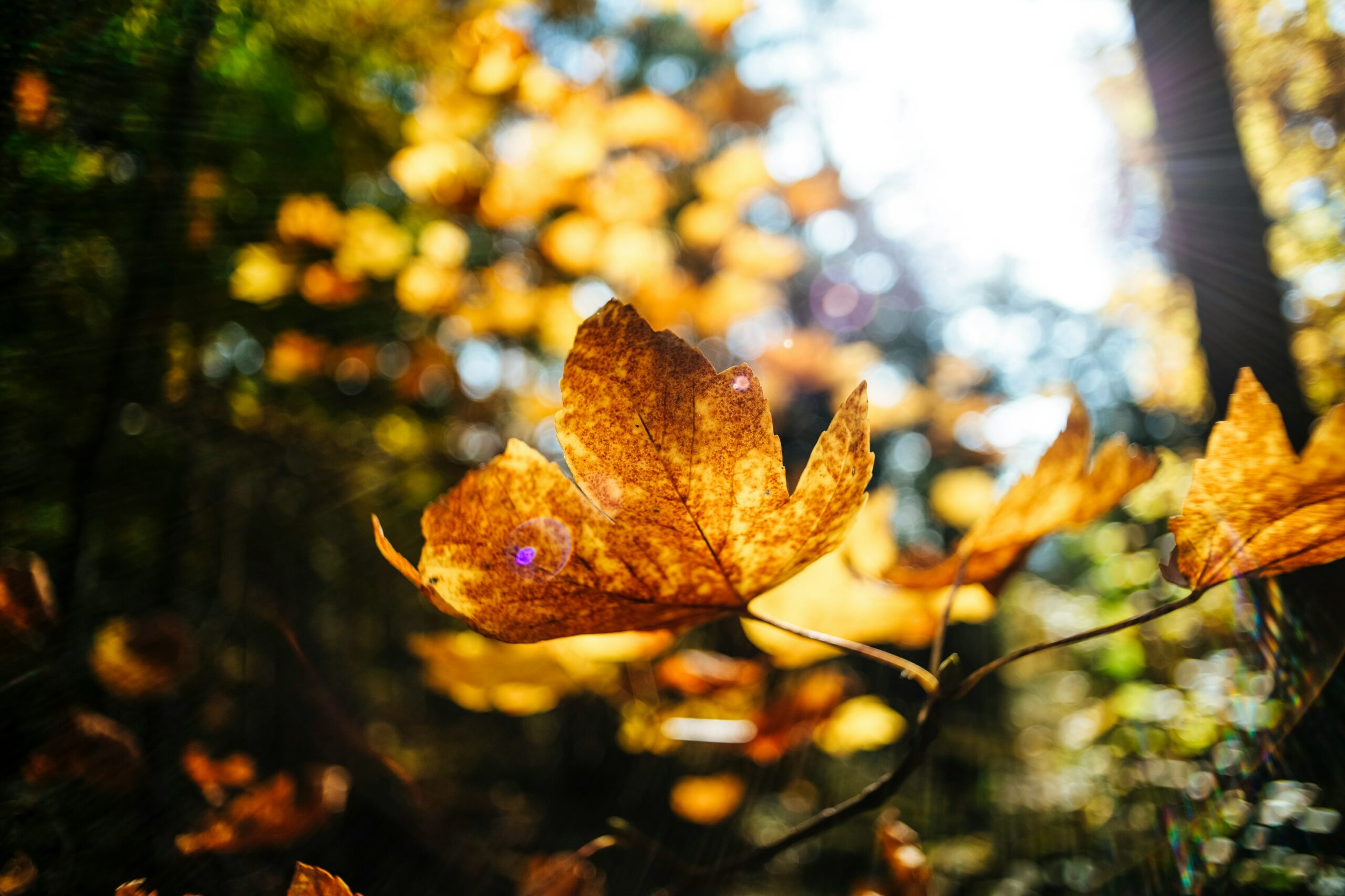 blog img